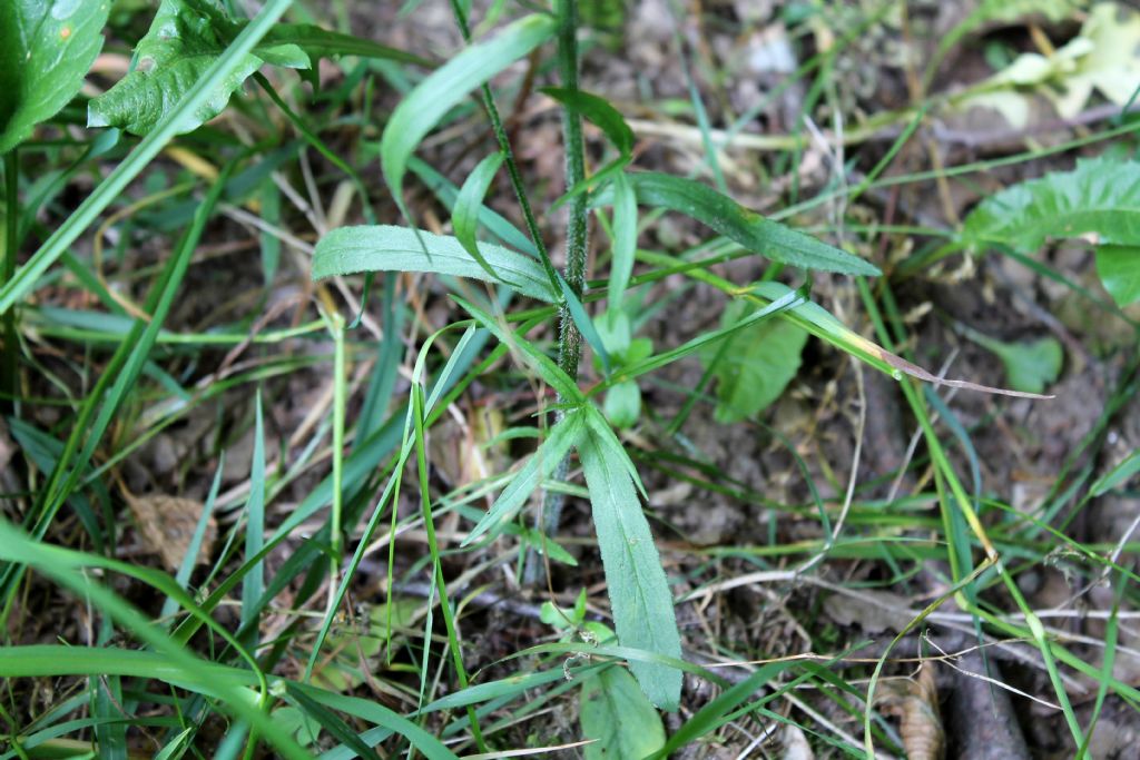 Campanula rapunculus